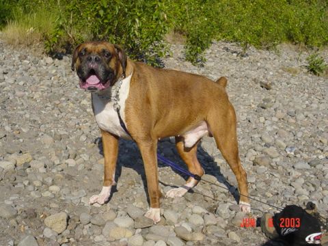 1989 Ford Bronco - Wet cooled off dog