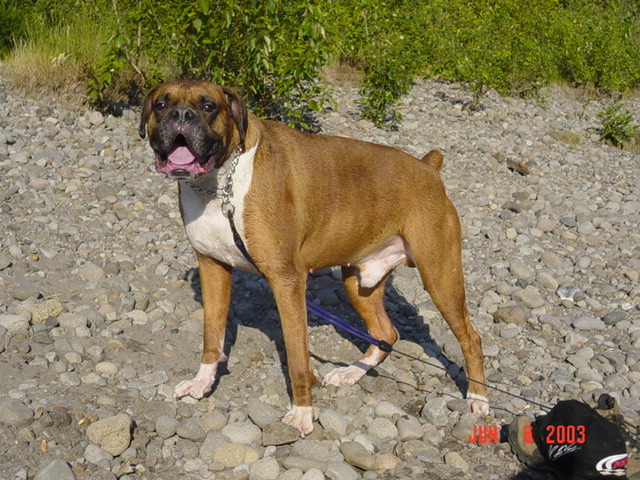 Wet cooled off dog