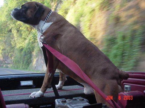 1989 Ford Bronco - On the road back home!!
