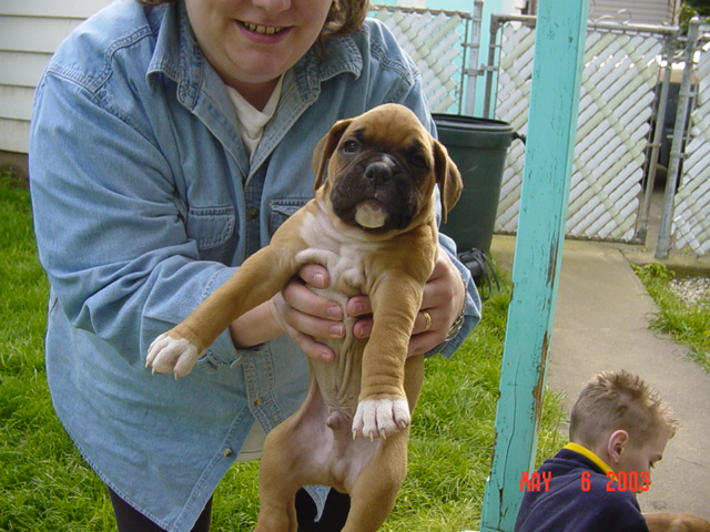 Woman in denim shirt holding up a fawn boxer puppy in a fenced backyard, boy nearby
