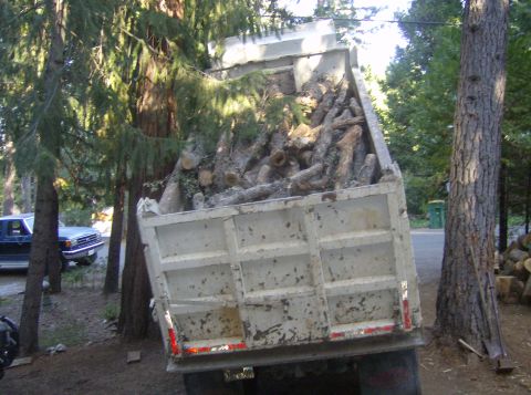 1986 Ford Bronco - A dump truck is filled with cut logs, parked in a wooded area with another vehicle nearby.