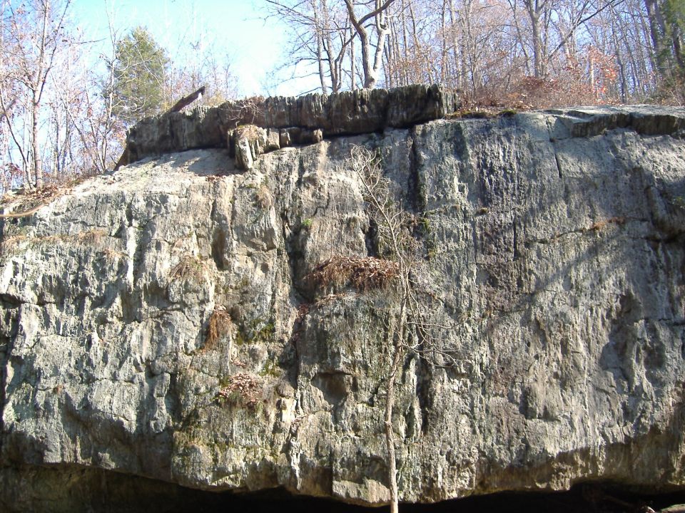 Rock face with trees and a small sapling in front, under a bright sky