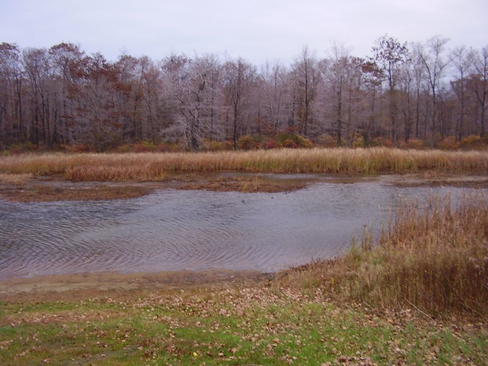 Water and trees in a marshy area with dry grass