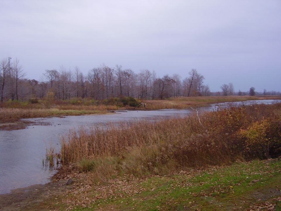 Overcast sky over a wetland with dry grass and bare trees