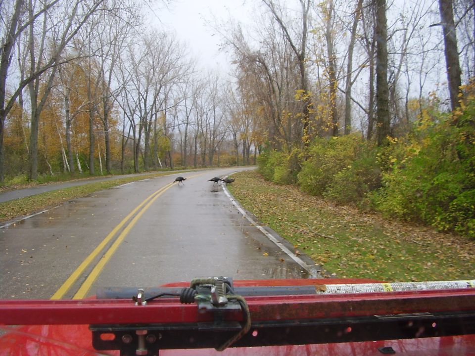 turkeys crossing a wet road with trees and fallen leaves on the side