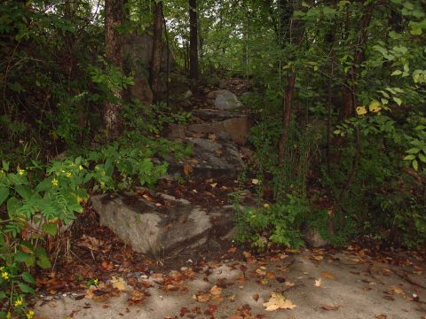 1996 Ford Bronco - A natural scene depicts a rocky path winding through trees, with scattered fallen leaves and small yellow wildflowers adding color to the u…