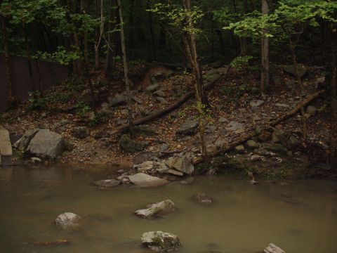 1996 Ford Bronco - A muddy creek flows through a rocky, wooded area with fallen logs and trees.