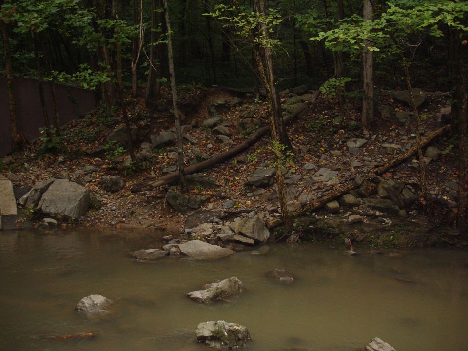 Forest scene with a muddy creek and rocky bank