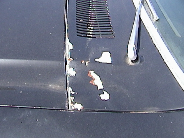1977 Ford Mustang hood showing rust bubbling through paint near grille opening
