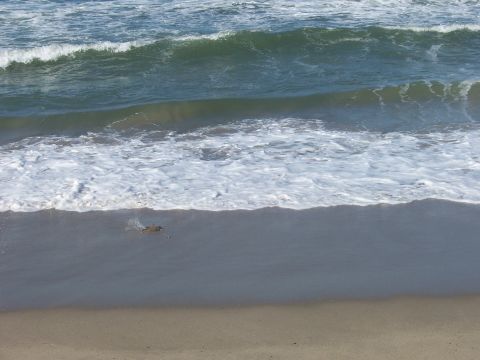 1991 Ford Bronco - The ocean meets the shore with foamy waves washing over the sand.