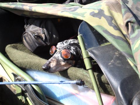 1979 Ford Bronco - A dog wearing goggles rests inside a vehicle, partially covered by camouflage fabric.