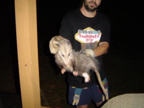 1989 Ford Bronco - A man holds an opossum in front of a dark background.