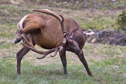 1989 Ford Bronco - A bull elk with a large multi-point rack stands in a grassy meadow, twisting its head back and lifting a hind leg to scratch itself. No veh…
