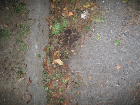 1991 Ford LTD Crown Victoria - A close-up view of the ground shows fallen leaves and grass near a concrete barrier.