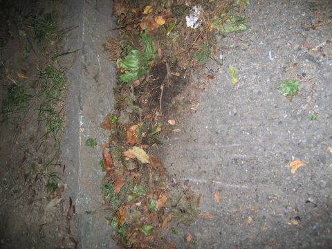 1991 Ford LTD Crown Victoria - Debris including leaves and grass is scattered along the edge of an asphalt road.