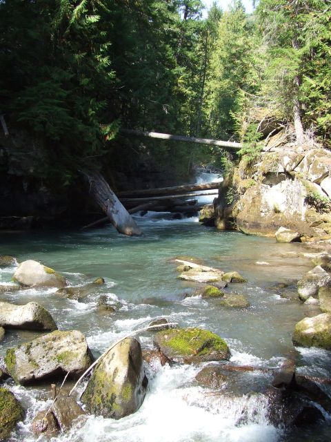 1979 Ford Bronco - A clear river winds through a rocky forest landscape, with fallen trees bridging the water.
