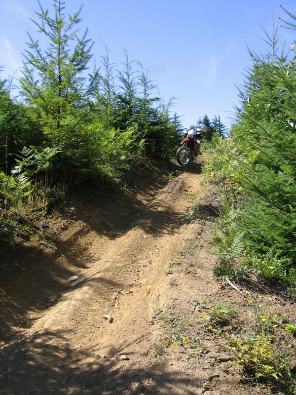 Motorcycle on a dirt path through trees