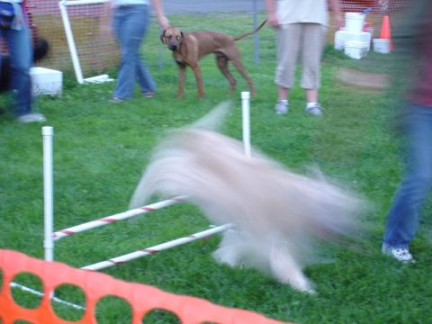 1996 Ford Bronco - A dog leaps over an agility jump, captured with motion blur during an outdoor event.
