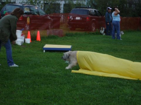 1996 Ford Bronco - A dog participates in an agility course, running through a yellow tunnel.