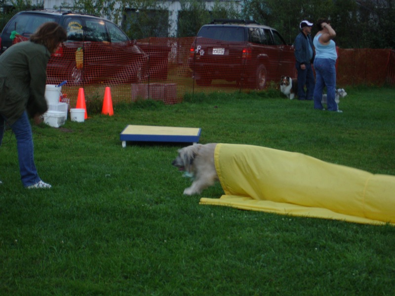 Dog running through a yellow agility tunnel on grass, with people and vehicles in the background