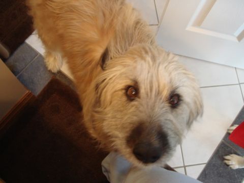 1996 Ford Bronco - A dog with shaggy fur looks up at the camera from a tiled floor.
