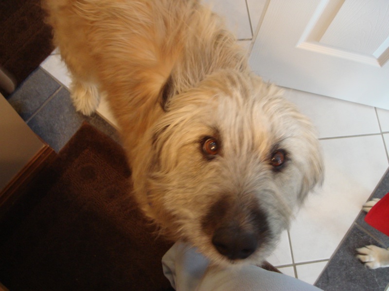 tan dog with shaggy fur looking up