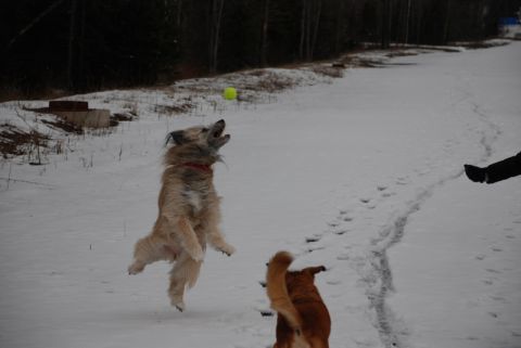 1996 Ford Bronco - Dogs leap to catch a ball in a snowy field, with a person's legs visible in the background.