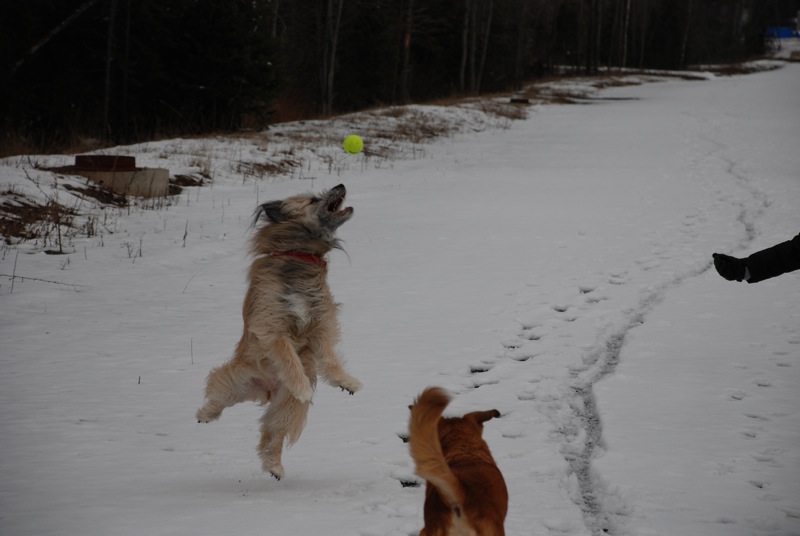 Two dogs jump in the snow to catch a yellow ball, with a person's legs visible on the right