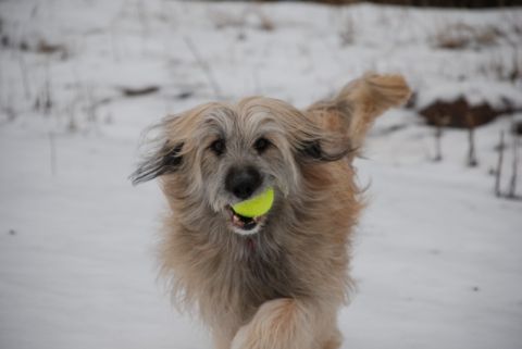 1996 Ford Bronco - A shaggy dog runs through the snow with a bright yellow tennis ball held firmly in its mouth.