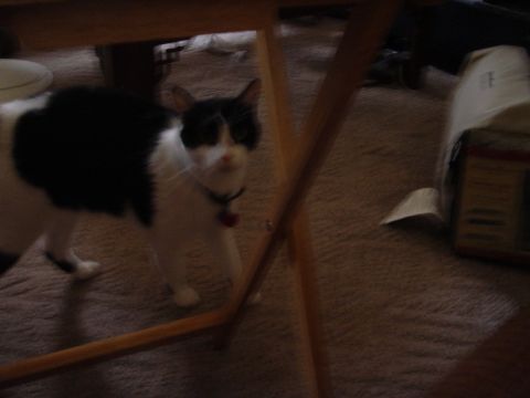 2002 Jeep Wrangler - A black and white cat is the subject of this indoor photograph.