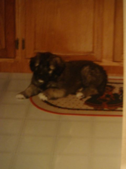 1996 Ford Bronco - A young puppy rests on a decorative rug indoors.