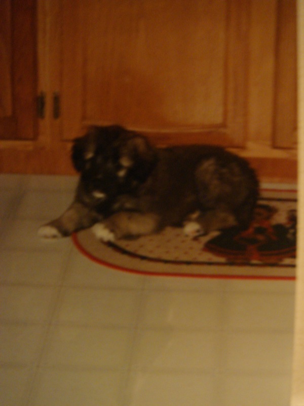 Puppy lying on a rug in front of wooden cabinets