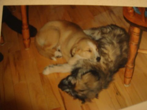 1996 Ford Bronco - Two dogs are curled up together, sleeping peacefully on a polished wooden floor.