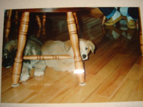 1996 Ford Bronco - Two puppies are hiding under a wooden table on a polished wooden floor.