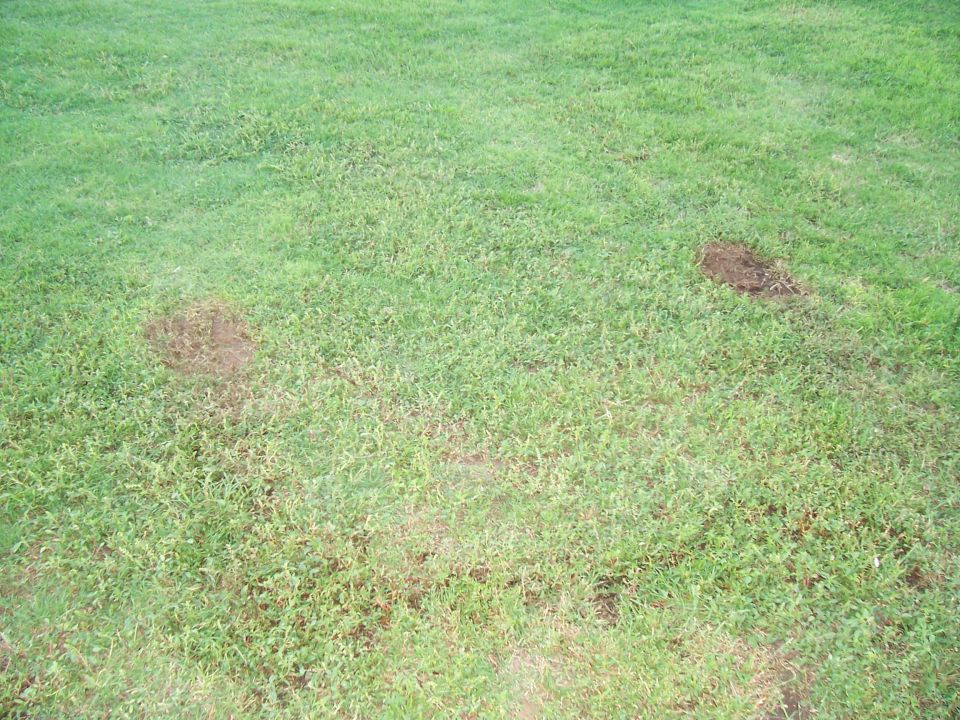 Grassy field with dirt patches