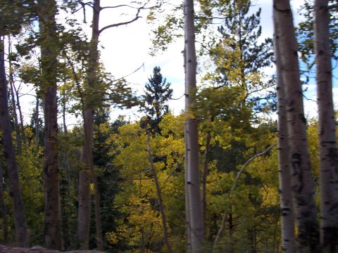 1972 Ford Ranchero - A forest scene with aspen trees in autumn foliage.