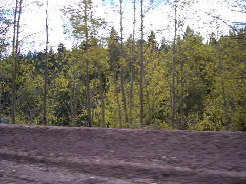 1972 Ford Ranchero - A scenic view of aspen trees displaying their vibrant yellow foliage during the autumn season.