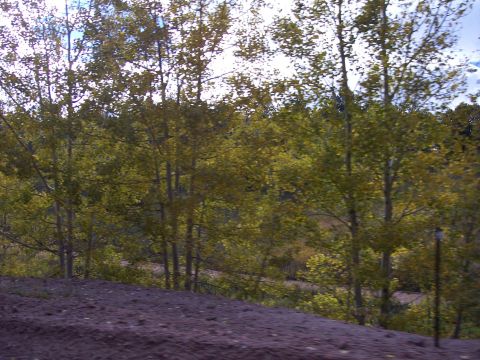 1972 Ford Ranchero - Autumn foliage in a forest setting with aspen trees showing yellow leaves.
