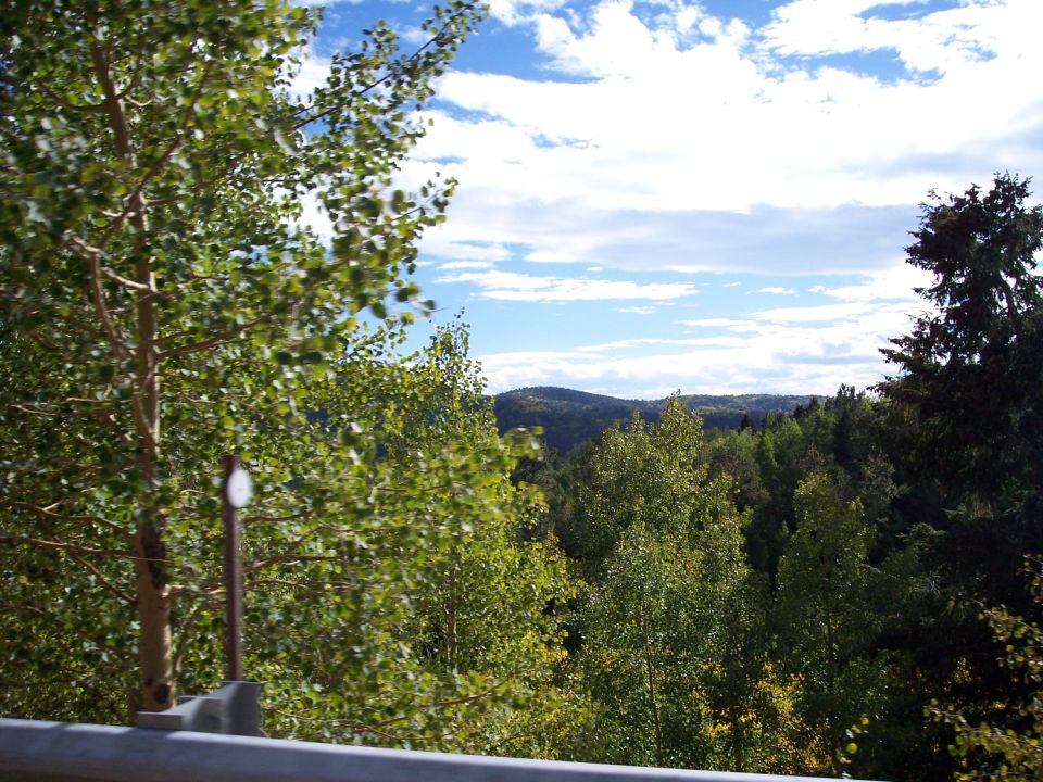 Trees with green leaves against a blue sky with white clouds
