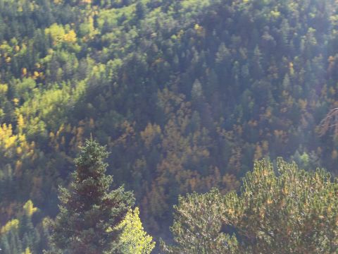 1972 Ford Ranchero - A hillside covered in a mix of evergreen and deciduous trees displays autumn foliage in yellow and green hues.