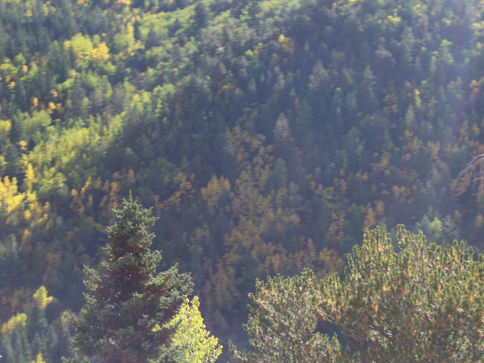 Forest scene with pine and deciduous trees in autumn colors