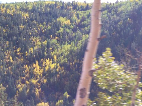 1972 Ford Ranchero - Mountain forest scene with pine and aspen trees displaying autumn foliage.