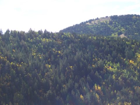 1972 Ford Ranchero - A hillside covered in a dense forest with some trees showing autumn colors.