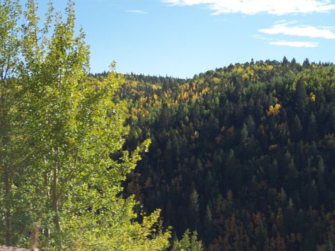 1972 Ford Ranchero - A landscape view of a forest with a mix of evergreen and deciduous trees showing autumn colors.