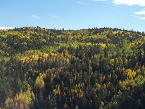 1972 Ford Ranchero - A hillside covered in a mix of evergreen and deciduous trees displays vibrant autumn colors under a clear blue sky.