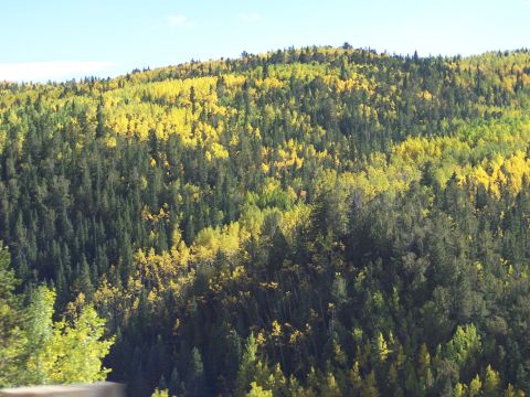 1972 Ford Ranchero - Autumn foliage covers a hillside with a mix of evergreen and deciduous trees.