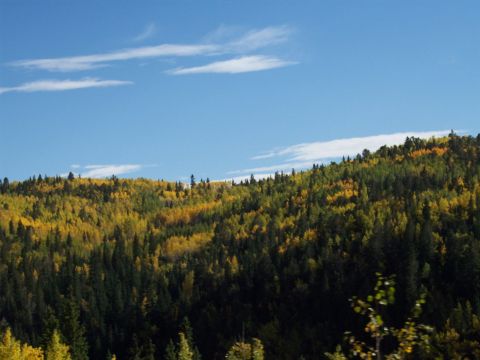 1972 Ford Ranchero - A hillside covered in trees displaying a mix of green and yellow autumn colors under a bright blue sky with scattered clouds.