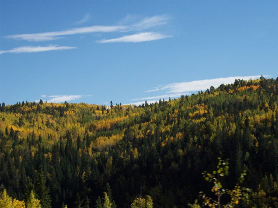Forest scene with autumn foliage under a blue sky