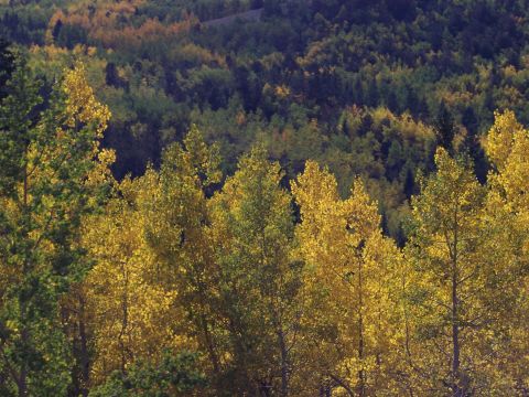 1972 Ford Ranchero - Trees in a forest show vibrant yellow and green leaves during the autumn season.