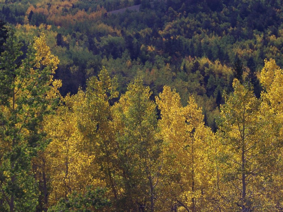 Forest canopy with trees displaying yellow and green autumn foliage